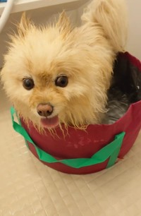事故が起きる2日前はお風呂に入っているラスクちゃんを投稿していた（飼い主さん提供、Instagramよりキャプチャ撮影）