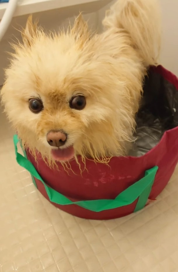事故が起きる2日前はお風呂に入っているラスクちゃんを投稿していた（飼い主さん提供、Instagramよりキャプチャ撮影）