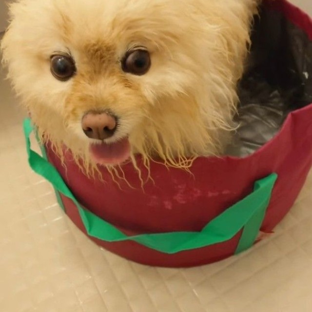 事故が起きる2日前はお風呂に入っているラスクちゃんを投稿していた（飼い主さん提供、Instagramよりキャプチャ撮影）