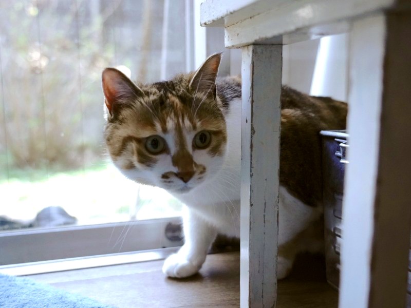 「ちょっと照れ屋のポチ実だけど」