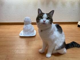 あなたはだれですか！？　初めての雪だるまにおどろくMIX猫「楽」