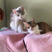 いつも一緒だね（右がミケちゃん、左がこまめちゃん）