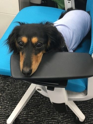 オフィスに来たメアリー（提供写真）