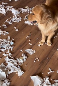 これ、ヤバいわん(阿部さん提供、Instagramよりキャプチャ撮影)