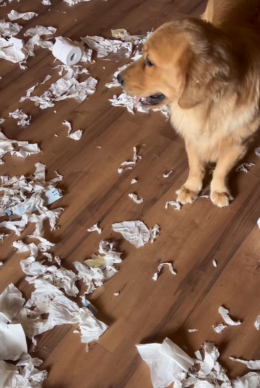 これ、ヤバいわん(阿部さん提供、Instagramよりキャプチャ撮影)