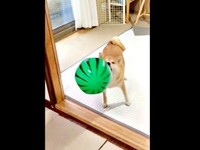 飛んできたスイカボールを鼻先でとらえるちびこちゃん（画像提供：柴犬ちびこさん）