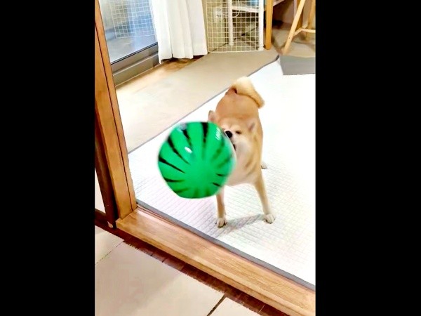 飛んできたスイカボールを鼻先でとらえるちびこちゃん（画像提供：柴犬ちびこさん）