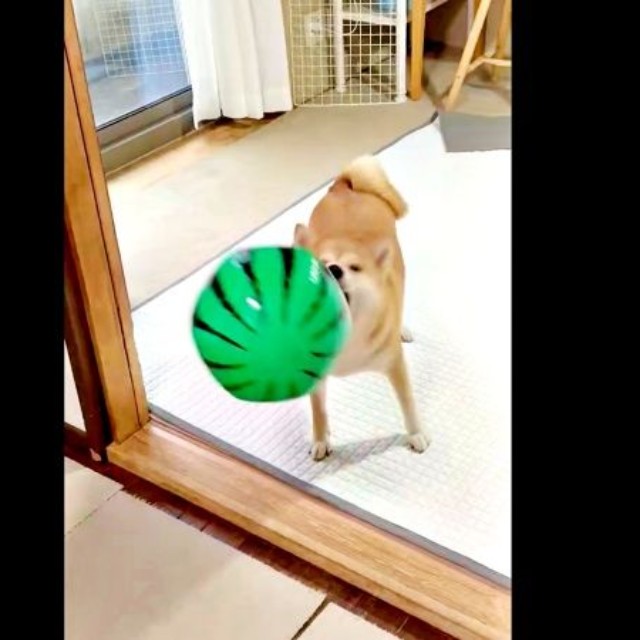 飛んできたスイカボールを鼻先でとらえるちびこちゃん（画像提供：柴犬ちびこさん）