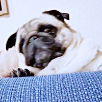 「おやつ」と言われた瞬間、ピクッと反応したぽんずちゃん（画像提供：パグのぽんずさん）