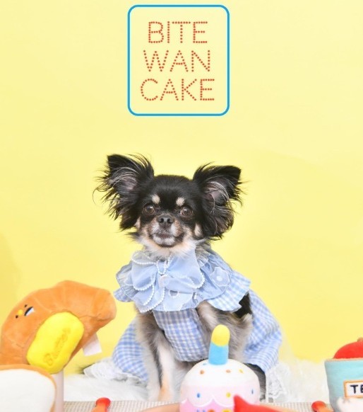 2歳のお誕生日の時に撮影！（「わんグルメ旅｜ちまき」さん提供、Instagramよりキャプチャ撮影）