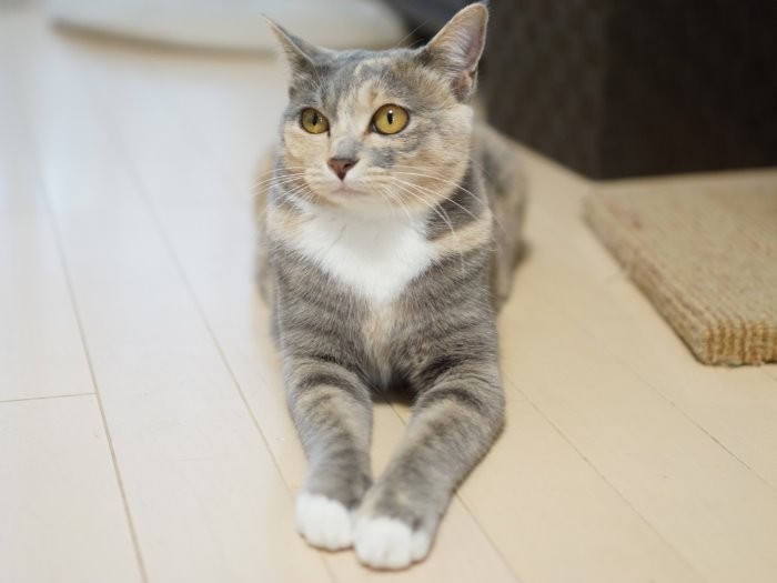 ソフィの得意ポーズ　スフィンクスならぬソフィンクス