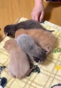 よちよち歩くようになりました（「一般社団法人マハロ」さん提供、Instagramよりキャプチャ撮影）