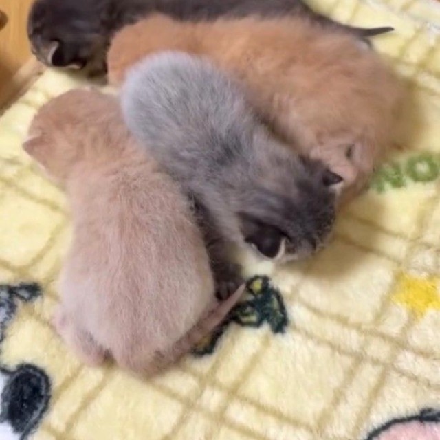 よちよち歩くようになりました（「一般社団法人マハロ」さん提供、Instagramよりキャプチャ撮影）