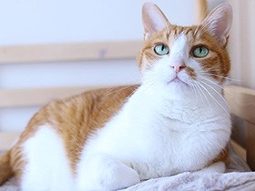 気持ちよくのんびりの朝　茶トラ猫の「リプリー」