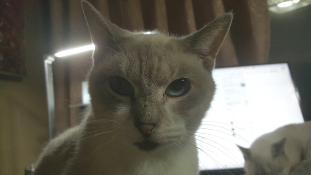 3兄弟の母猫ママン。しま子ちゃんと同様、職場で保護された（提供写真）