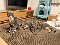 実はその隣にもう1匹の猫ちゃんが！横並びキジトラ３ニャン！（提供：siestaさん）