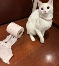 毎日何かしらやらかしてくれるという美しき破壊神、ひかりちゃん（画像提供：キムチ母さん）