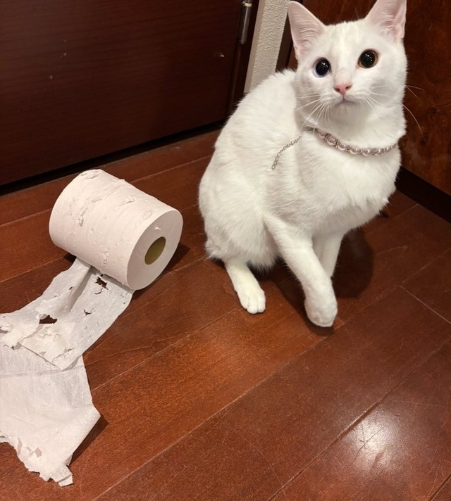 毎日何かしらやらかしてくれるという美しき破壊神、ひかりちゃん（画像提供：キムチ母さん）