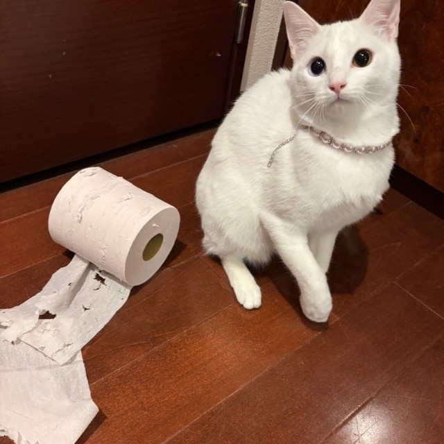 毎日何かしらやらかしてくれるという美しき破壊神、ひかりちゃん（画像提供：キムチ母さん）