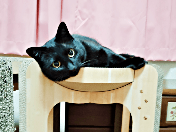 保護後、ふっくらとしてキラキラした瞳がキュートな黒ちゃん（画像提供：ちよさん）