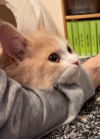 飼い主さんの腕枕で真剣なまなざしで画面をくいるように見つめる和音ちゃん（りんくんとおとちゃんさん提供）