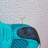 3歳の靴から芽が...！？（提供：辺川銀さん）