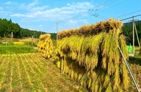 この干し方が「はさかけ」（画像提供：はさかけ）