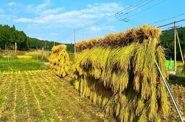この干し方が「はさかけ」（画像提供：はさかけ）