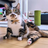 まるで体操選手！？ 片足をあげたポーズがかわいらしいしじみさん（画像提供：すずきさん）