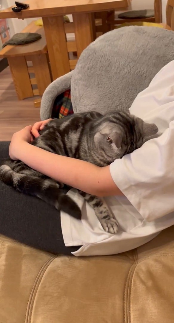 スヤァ…（動画よりキャプチャ、画像提供：あんこともなか 充電ねこさん）