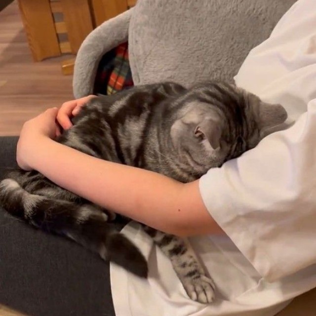 スヤァ…（動画よりキャプチャ、画像提供：あんこともなか 充電ねこさん）