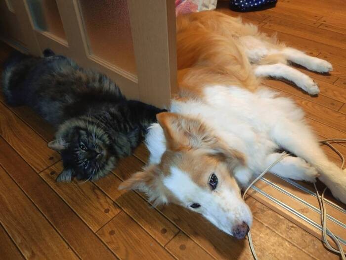 廊下で、いっしょにゴロリン（多恵子さん提供）