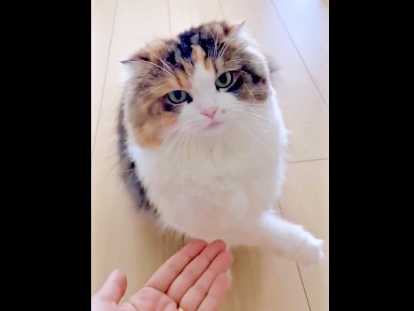 「お手」と飼い主さんが手を差し出すと、ひょいと避けるこむぎちゃん（画像提供：夫と猫。嫁による観察日記さん）