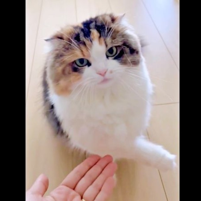「お手」と飼い主さんが手を差し出すと、ひょいと避けるこむぎちゃん（画像提供：夫と猫。嫁による観察日記さん）