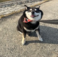 「拒否柴」の際は笑顔でむぎゅっとなる、たろうくん（画像提供：黒柴たろうさん @07tarou09）