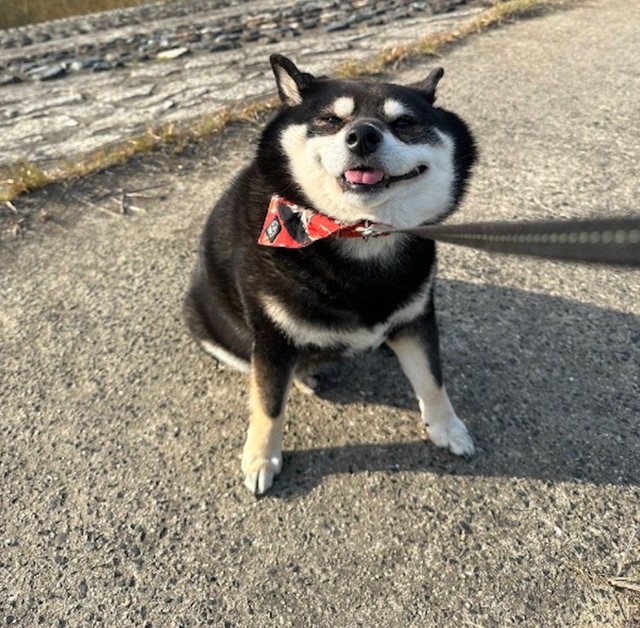 「拒否柴」の際は笑顔でむぎゅっとなる、たろうくん（画像提供：黒柴たろうさん @07tarou09）