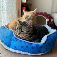 そうすけくんがベッドで寝ていたら無理矢理入る