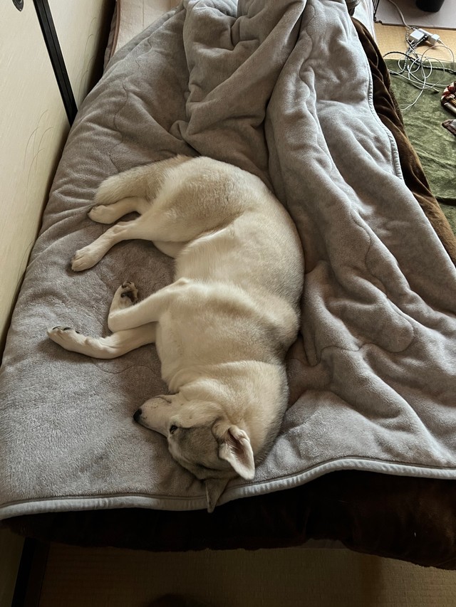 寒くなると布団から離れられないアシリちゃん（深山さん提供）