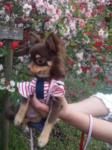 家にきたころの「マロン」