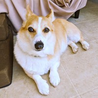 カメラから目をそらすニコくん（画像提供：くぅこ@コーギーのいる暮らしさん）