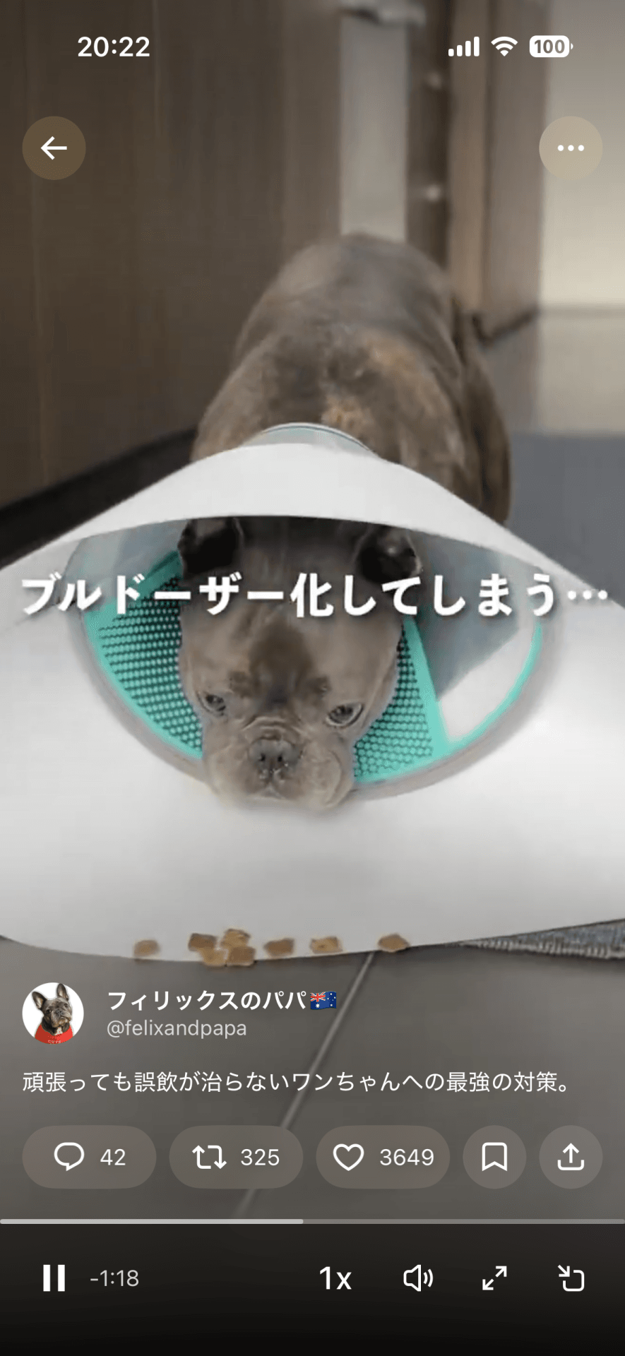 巨大エリザベスカラーも使えず…