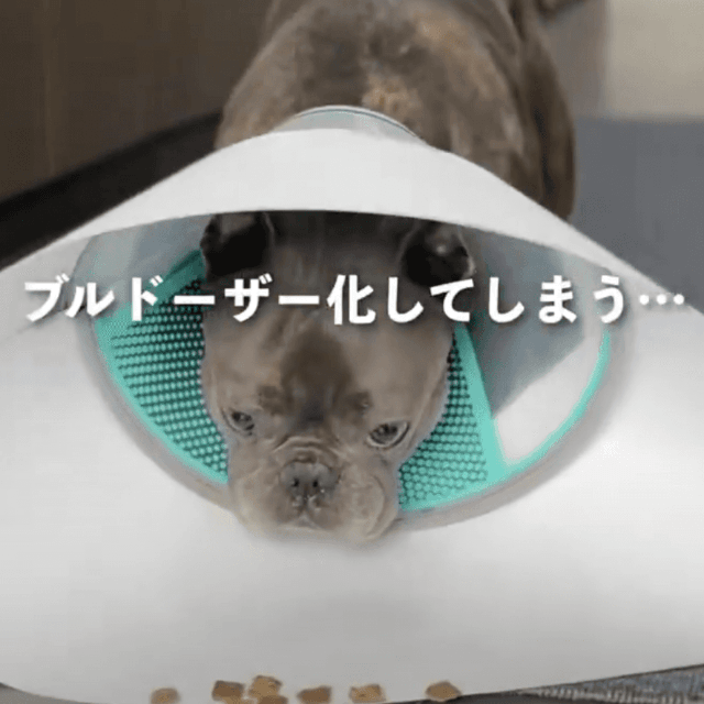 巨大エリザベスカラーも使えず…
