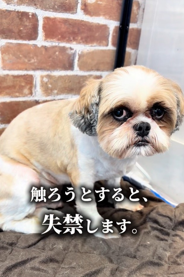 触ろうとすると、失禁する元繁殖犬（「anifareマークイズ福岡ももちシェルター」提供、Instagramよりキャプチャ撮影）