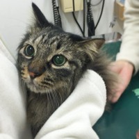 子猫の時、純真無垢な瞳