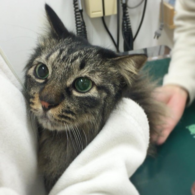 子猫の時、純真無垢な瞳