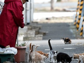 仮設住宅にネコ残されて  エサやりに通う夫婦　震災６年