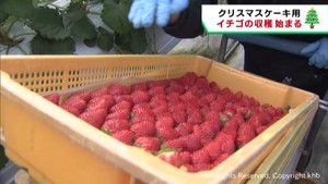 クリスマスケーキ用のイチゴ　収穫始まる　宮城・登米市