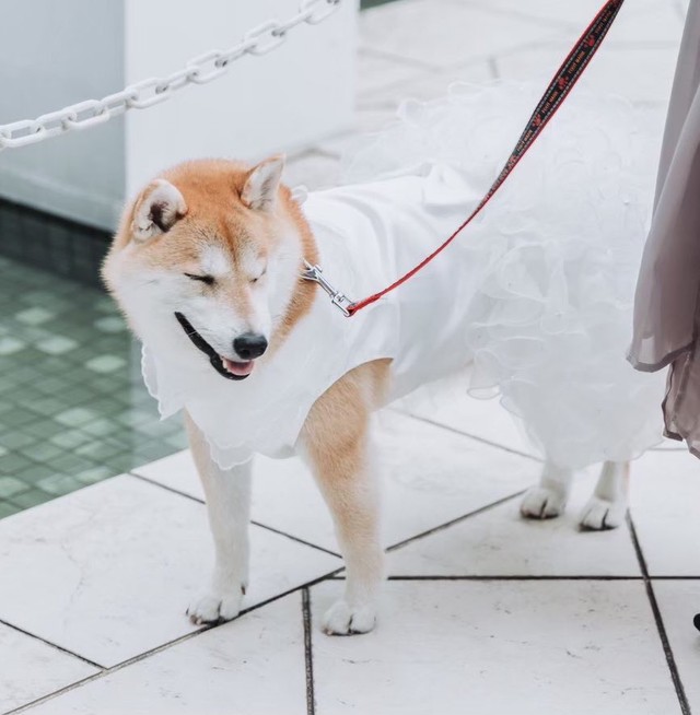 挙式後のちゃこちゃん。白いドレス姿で過ごした一日は、家族にとっても特別な思い出になった／お庭さん（@oniwa256）提供