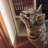 ロミオとジュリエット時代のキャンディーちゃん。この向こうにジョバンニくんがいるのは分かっています