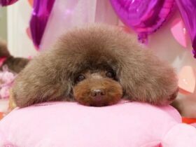 トリミングサロンで落ち着くトイプードル「koko」　じつはおてんばなんだよ